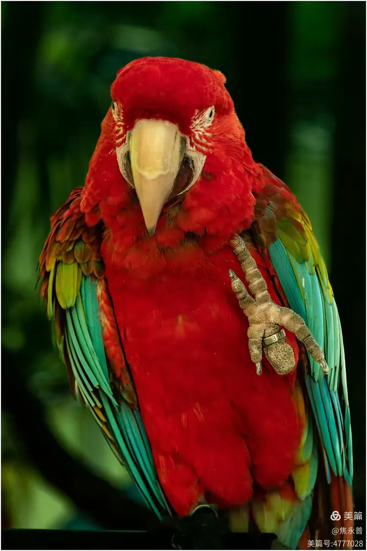 西双版纳曼婷皇家园林里的鹦鹉